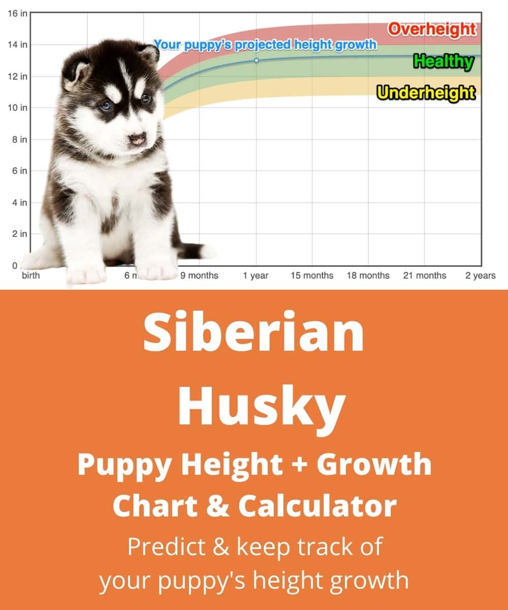 siberian-husky Puppy height Growth Chart